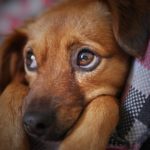 一人暮らしの孤独や寂しさにはペットを飼うのが効果的。一人暮らしの人がペット飼うときのコツについて。