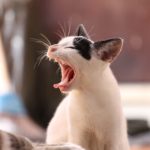 しかるねこが苦手だと感じる心理に関する諸々について