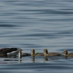 モラハラが子供に遺伝、連鎖してしまう理由について