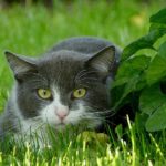 コミュ障と人見知りの両方に悩む人